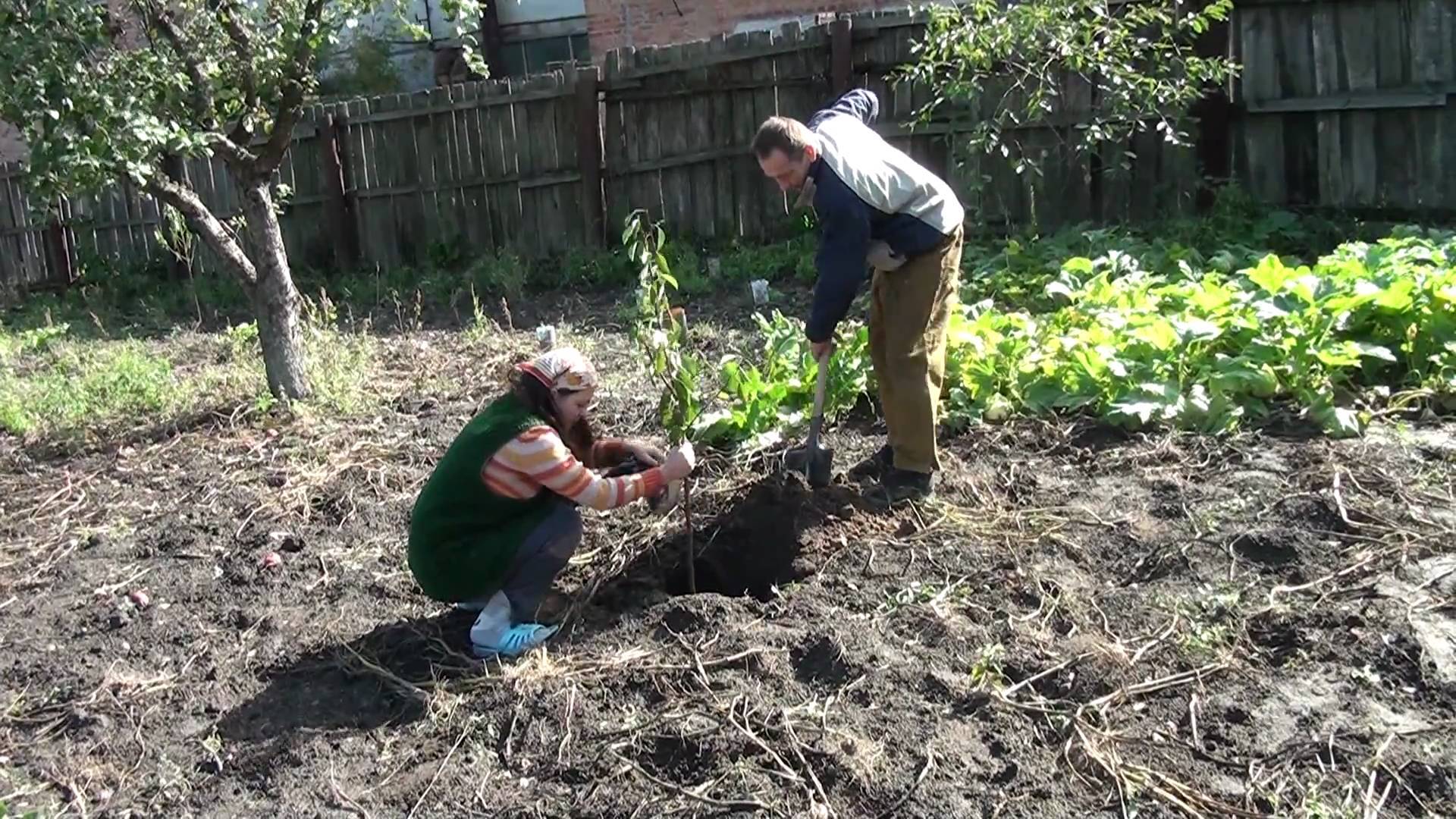 Как посадить черешню, чтобы она давала хороший урожай?
