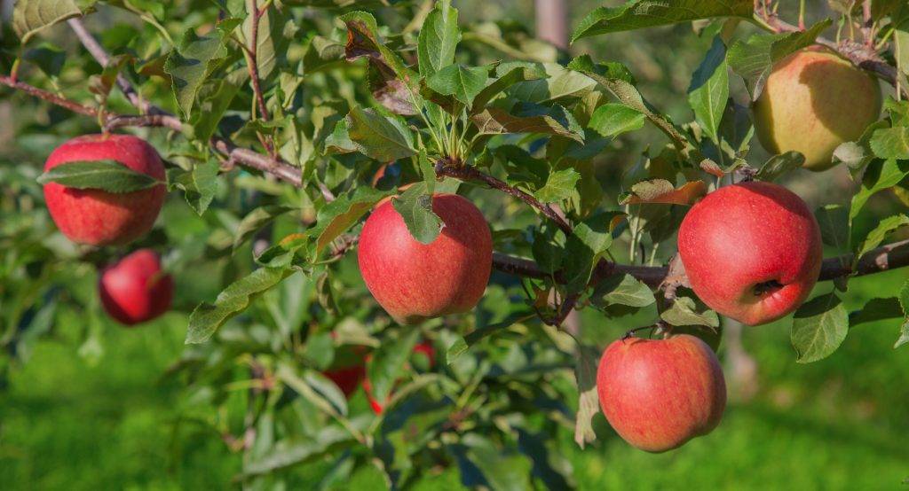 Сорта яблони с. ф. черненко | плодовый сад