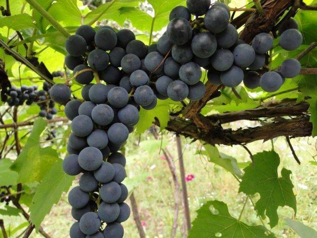 Характеристика, описание сорта винограда низина и его фото