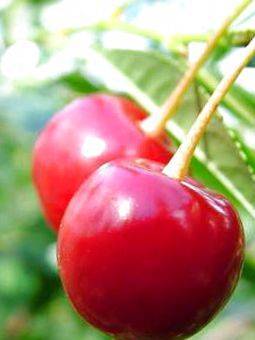 Топ-8 лучших самоплодных сортов вишни для подмосковья и особенности их посадки