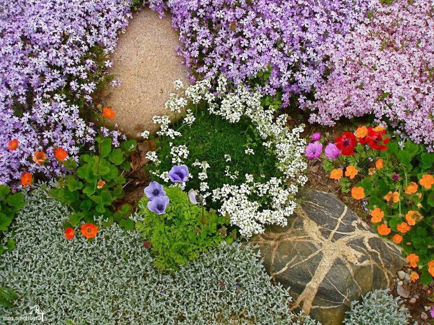Растения для альпийской горки (79 фото): названия цветов для дачи, какие нужны многолетние сорта для цветения на все лето и как подобрать хвойные растения