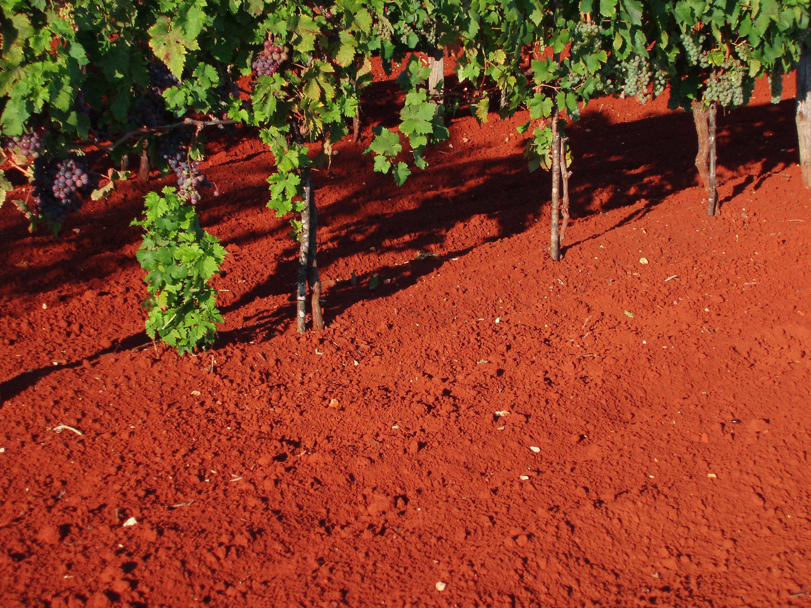 Какая структура почва благоприятна для сельскохозяйственных растений. Почва Терра Росса. Красноцветные почвы Терра Росса. Красноцветные почвы Италии. Красные ферраллитные почвы.