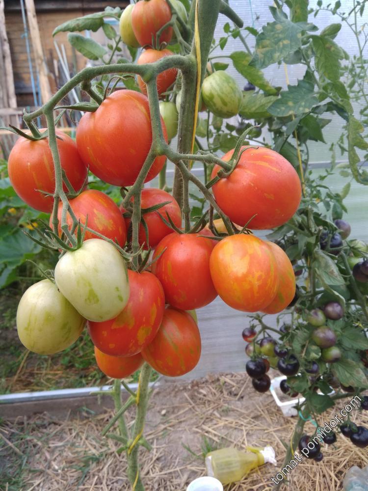 Описание томата пасхальное яйцо с фото, урожайность сорта