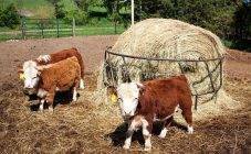 Отел у коров: признаки, подготовка, помощь при нормальных родах | 
ветеринарная служба владимирской области