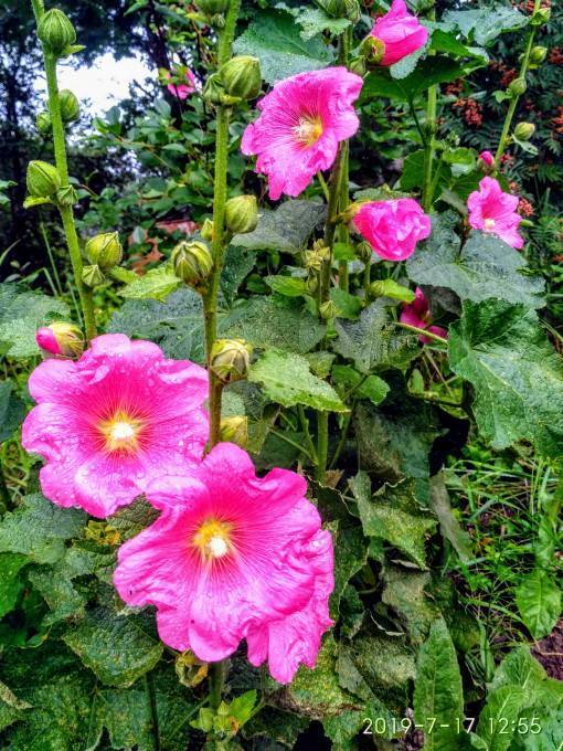 Мальва - шток роза, выращивание и уход на садовом участке