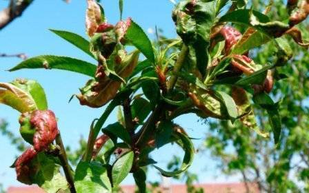 Лечение персика от курчавости листьев