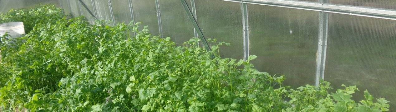 Польза от применения сидератов при выращивании помидор
