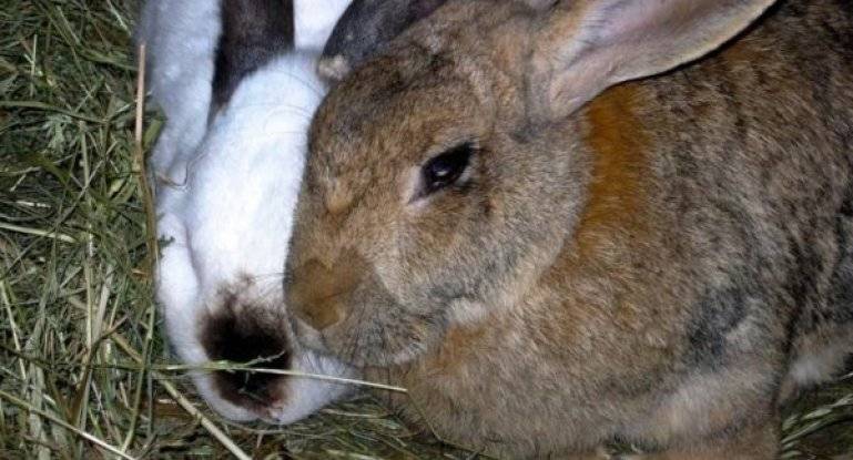 О болезнях кролика, симптомах и их лечении — вздутие живота: что делать, причина