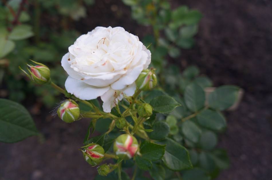 Роза чайно-гибридная vanilla. роза чайно-гибридная vanilla общая информация и история создания сорта