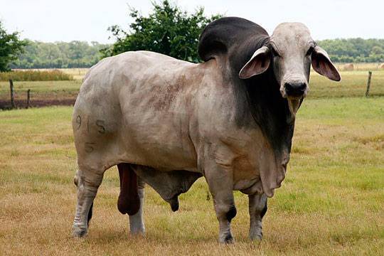 Описание швицкой породы коров