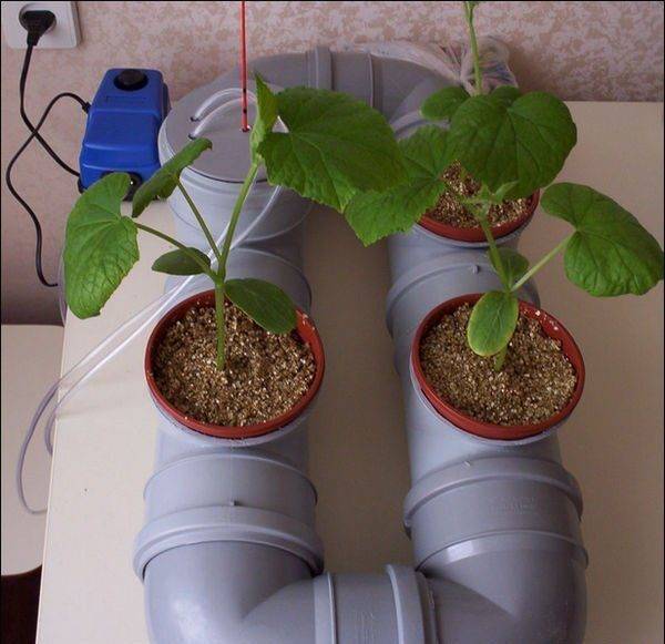 Выращивание огурцов на гидропонике в домашних условиях