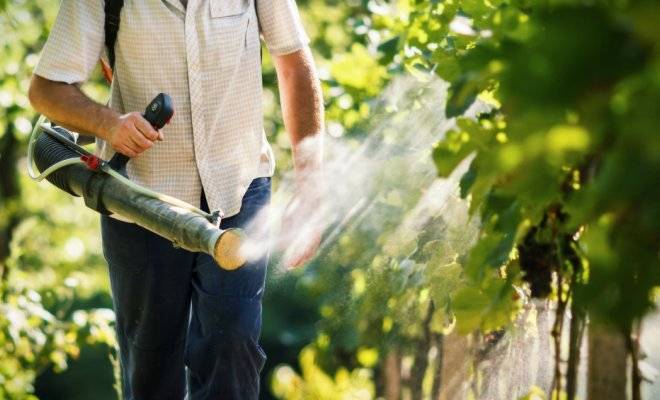 Опрыскивание винограда весной: обзор эффективных средств и важные рекомендации