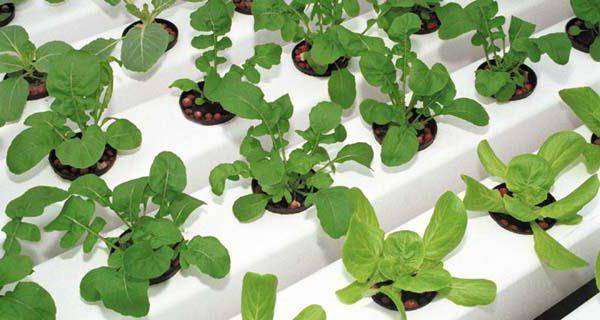 Как вырастить рукколу: посев и уход за растением, условия для хорошего роста