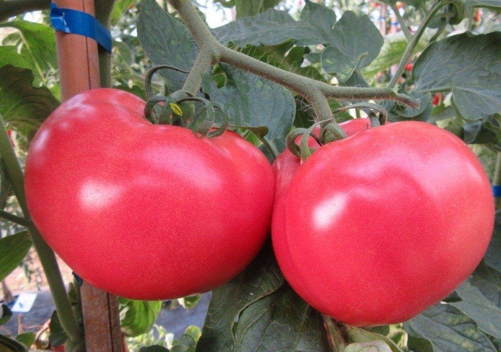 Томат "калинка-малинка": описание сорта, фото, выращивание вкусных помидоров
