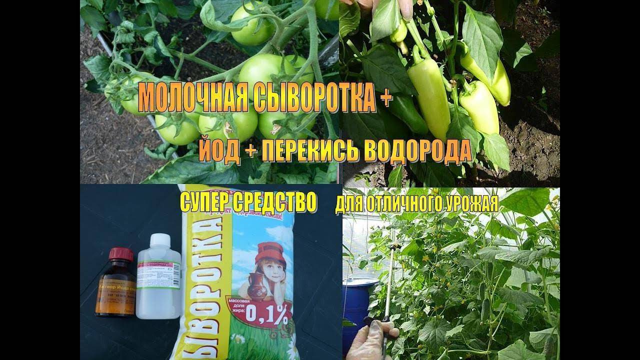 Подкормка огурцов сывороткой с йодом. Подкормка огурцов сывороткой. Сыворотка на томатах. Сыворотка для растений в огороде. Сыворотка удобрение молочная для растений.