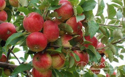 О яблоне Слава Победителям, описание, характеристики сорта, агротехника