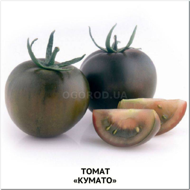 Чёрные помидоры «кумато»: описание, агротехника выращивания