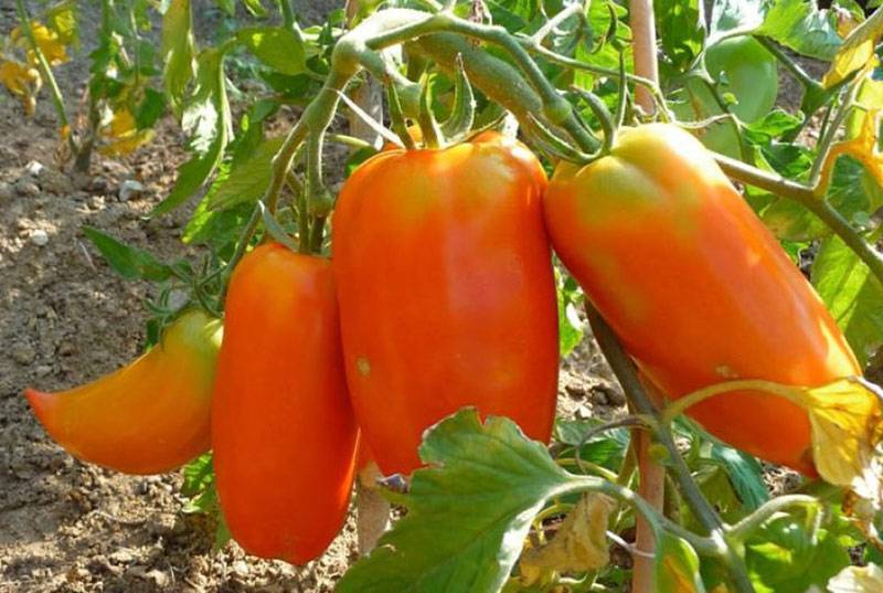 Необычный томат с сочной мякотью и отличными вкусовыми качествами – «корнабель f1»
