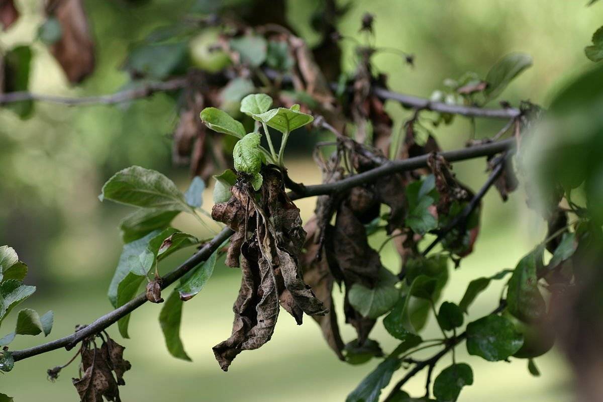 Когда появляются коричневые пятна на листьях яблони, что это за болезнь?