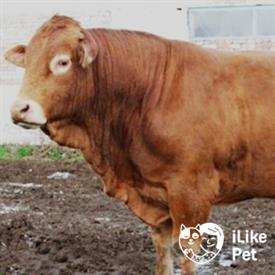 Молочные породы коров (56 фото): самые высокоудойные коровы молочного направления в россии и в мире. как выбрать лучшую породу крупного рогатого скота?
