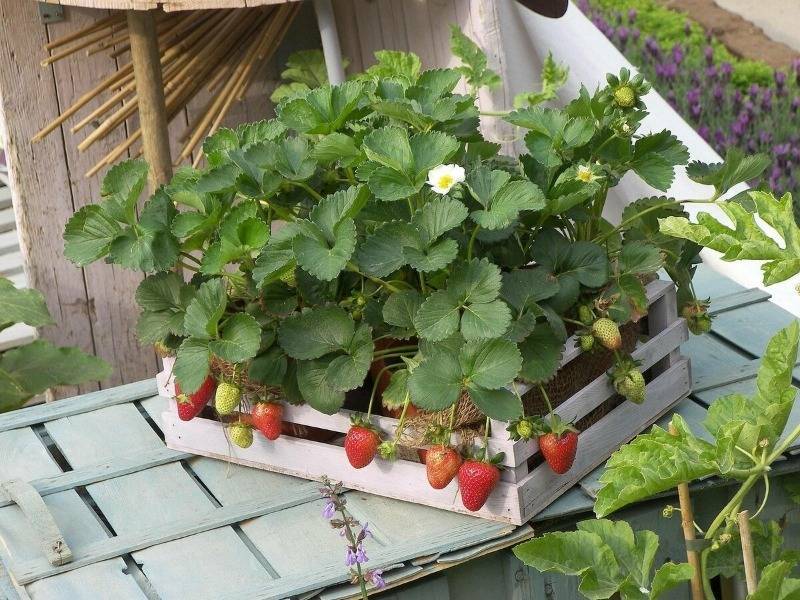 Какие ягоды можно вырастить на подоконнике