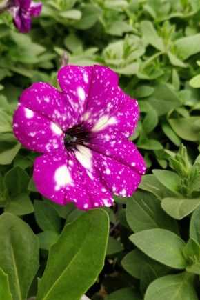 10 необычных сортов петунии для вашего цветника