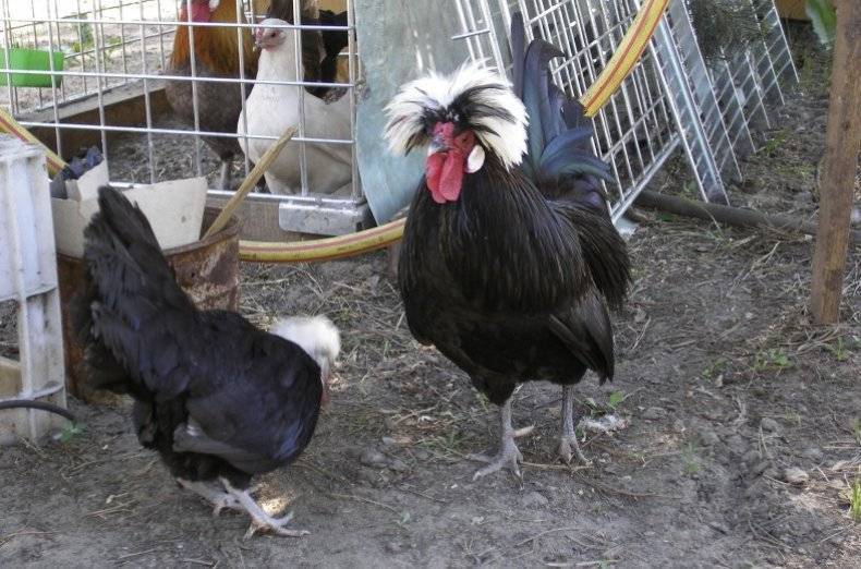 Курица породы доминанты её характеристика и описание
