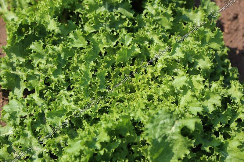 Все о выращивании салата Эндивий: как вырастить салат из семян, уход, полив