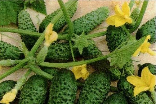 Огурец «кустовой»: описание сорта, фото и отзывы