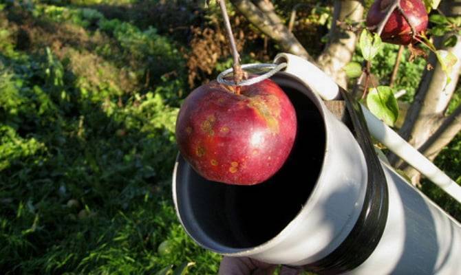 Плодосъемник для яблок: рассказываем развернуто