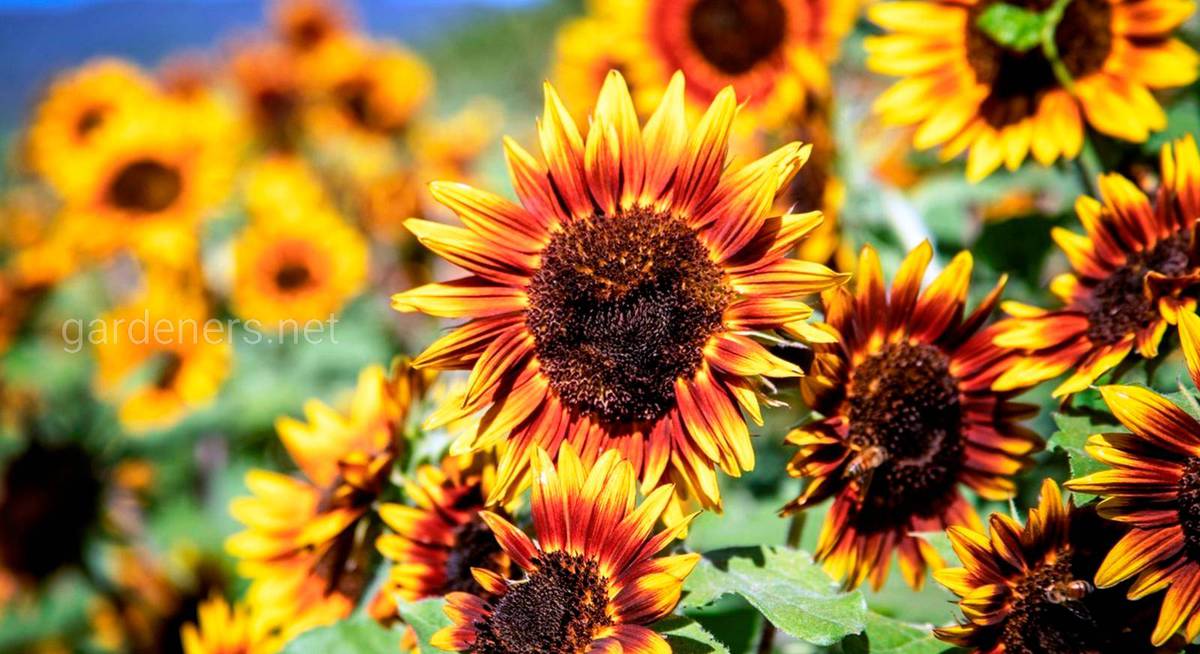 9 очаровательных сортов подсолнечника для яркого цветника