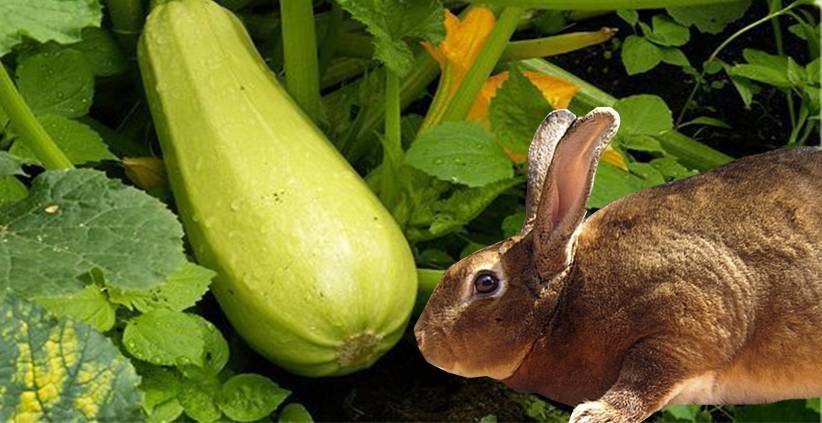 Чем нельзя кормить кроликов