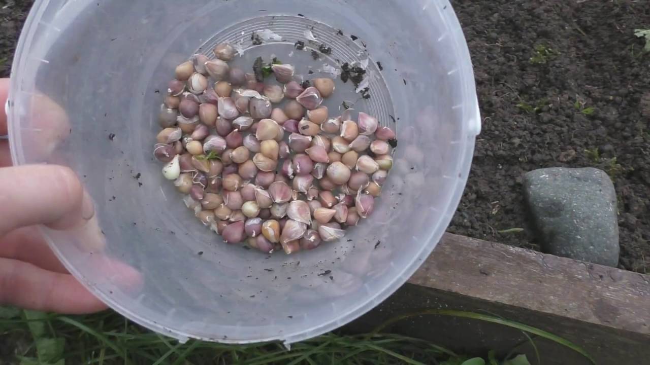 Как и зачем выращивать чеснок из бульбочек