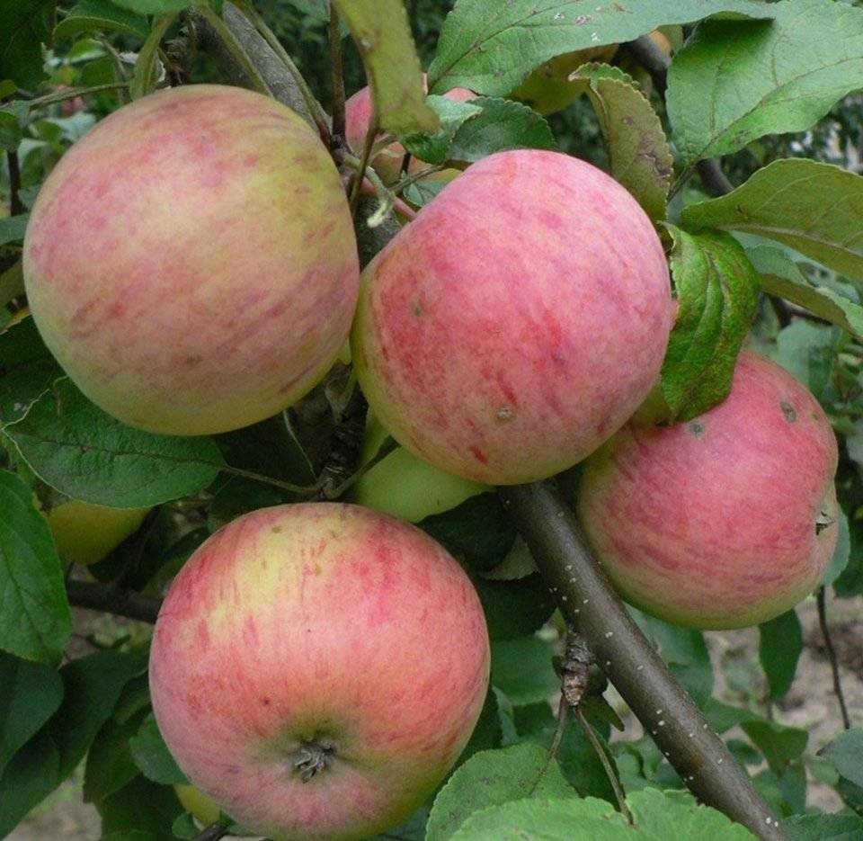 Яблоня штрифель: особенности сорта и ухода