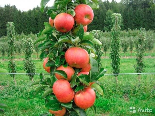 Лучшие сорта колонновидных яблонь