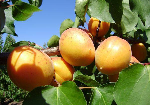 Абрикос графиня – фруктовое величество с ароматом лета