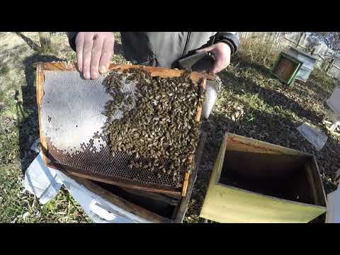 Сколько рамок с медом оставить пчелам на зиму в улье: всего можно и нужно