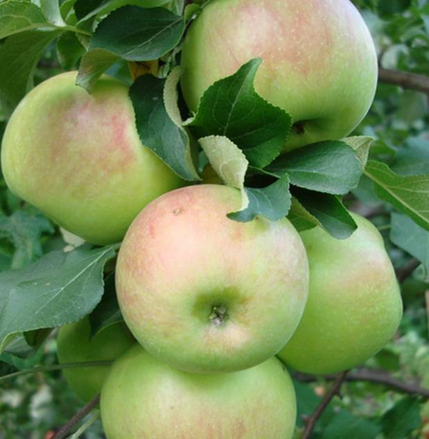 О яблоне Богатырь: описание и характеристики сорта, посадка и уход
