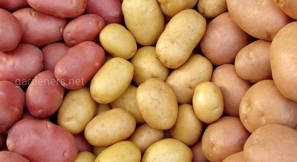 Как выбрать, сохранить и посадить семенной картофель для высокого урожая