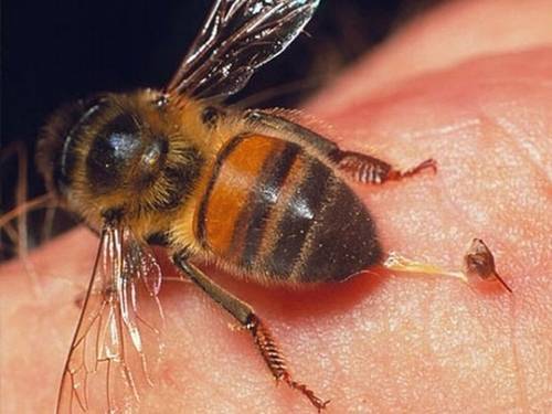 Пчелиный яд: его состав, действие и способы применения