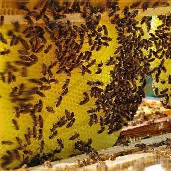 Сколько может быть пчел в одном улье, количество особей в пчелиной семье, в рое