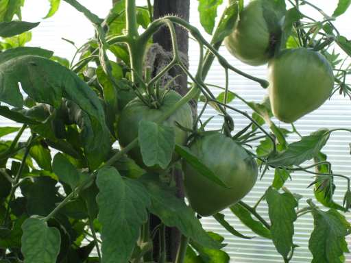 Формирование томатов в теплице и открытом грунте: инструкции и схемы