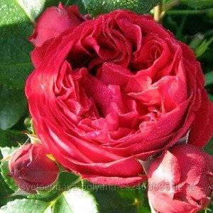 О розе eric tabarly: описание и характеристики сорта плетистой розы