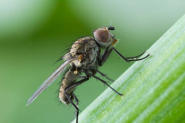 Как избавиться от луковой мухи и спасти урожай?
