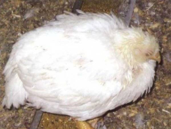 Самые частые болезни кур, их симптомы и лечение. фото больных птиц