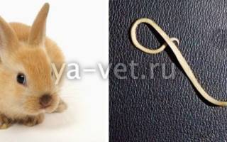 Паразиты у кроликов — симптомы и лечение, как лечить глисты