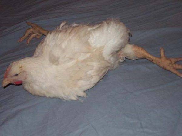Болезнь марека у кур и цыплят: симптомы и лечение