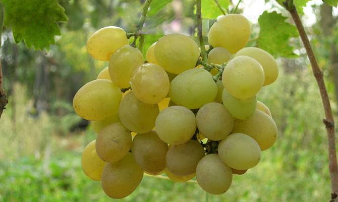 Сорта винограда - самые лучшие сорта для домашнего выращивания