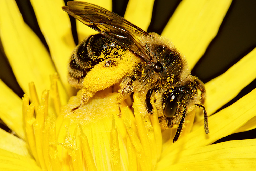 Как избежать пчелиное воровство