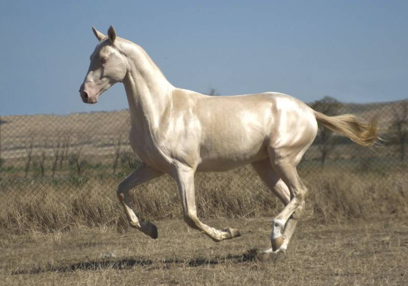 Ахалтекинская лошадь  фото, описание, ареал, питание, враги